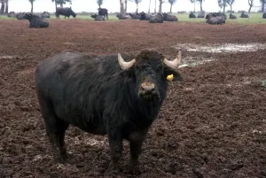 Buffalo