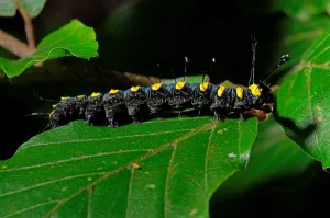 Tier Drucke: Caterpillar