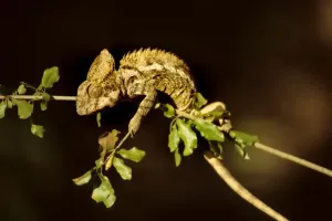 Camouflage Nature Drucke: Chameleon