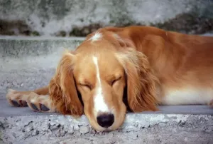 Cocker Spaniel Drucke: Cocker