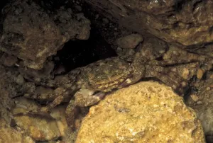 Crab