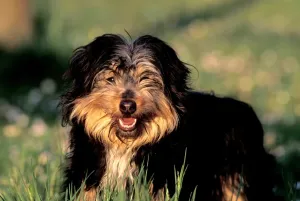 Dog Breeds Gallery Drucke: Dog