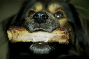 Horizontal Animal Photography Drucke: Dog with Bone