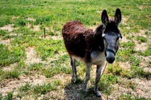 Mammal Pictures Online Drucke: Donkey