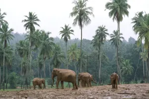Elephant Photography Drucke: Elephants