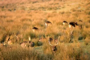 Wild Animals Photos Drucke: Fallow Deers