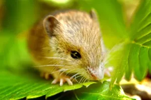 Horizontal Animal Photos Drucke: Fieldmouse