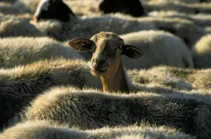 Pasture Landscape Photography Drucke: Flock of Sheep