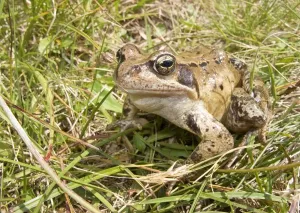 Amphibians In Nature Drucke: Frog