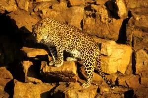 Horizontal Animal Photos Drucke: Ghepard
