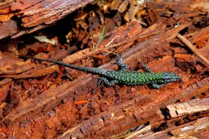 Tier Drucke: Lizard