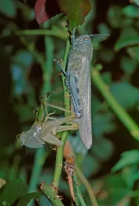 Insect Fauna Pictures Drucke: Locust
