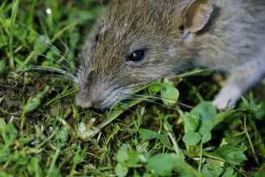 Mouse