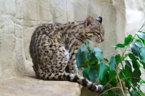 Ocelot, Leopardus pardalis