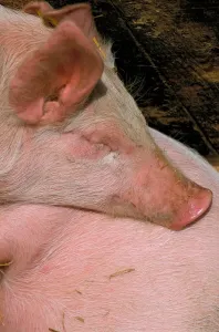 Mammals Photography Drucke: Pigs