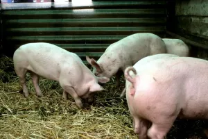 Pigs