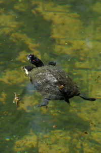 Red Eared Slider Drucke: Red Eared Slider. Pseudemys Scripta Elegans