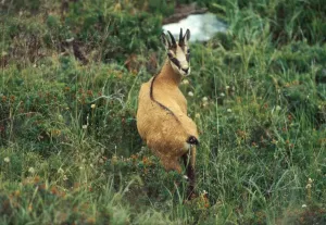Roe Deer Images Drucke: Roe