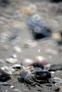 Beach Shells Drucke: Shells. Sand