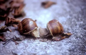 Snails
