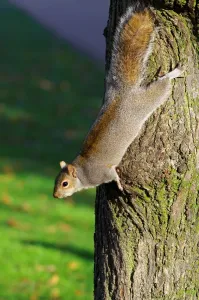 Rodent Wildlife UK Drucke: Squirrel. Sciurus Carolinensis. Europe. England. London. St. Jamess Park