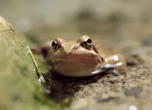 Toad