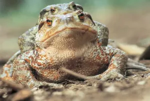 Drucke von toads Marka Drucke: toads