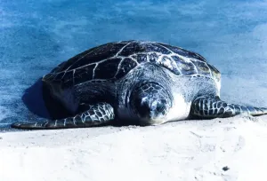 Turtle
