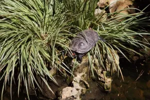 Trachemys Scripta Elegans Drucke: Tyrtle. Red-eared Slider. Trachemys Scripta Elegans