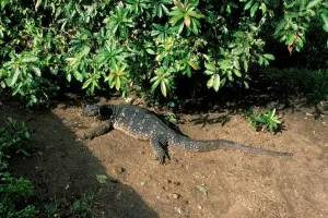 Varan