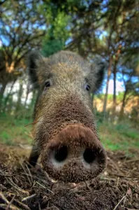 Wildschwein
