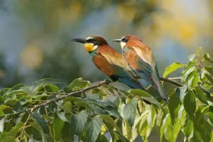Ornithology In Europe Drucke: Bee-eater