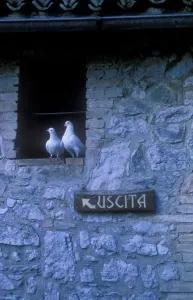 Vertical Bird Photos Drucke: Doves