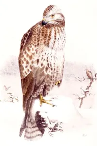 Bird Of Prey Drawing Drucke: Eagle