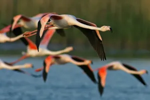 Flamingos