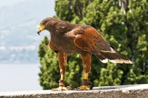 Predator Birds Of Prey Drucke: Hawks