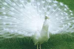 Vogel Drucke: Peacock