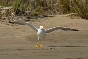 Seagull