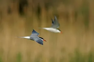 Vogel Drucke: Sterns