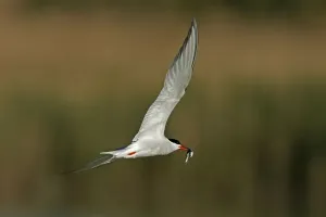 Gerahmter Druck : Tern Gerahmter Druck : Tern