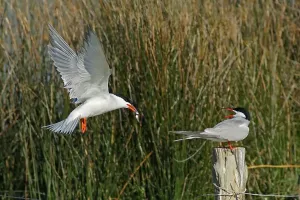 Vogel Drucke: Terns