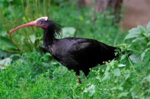 Prague Zoo Animals Drucke: Waldrapp. Geronticus EremitaA