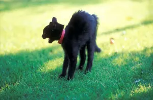Gerahmter Druck : Schwarzer Katze