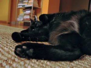 Schwarzer Katze