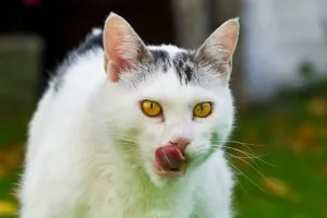 Katze Isst