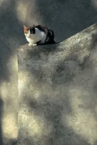 Stray Cat Drucke: Stray Cat