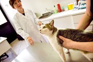 Veterinary Surgeon