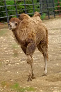 Prague Zoo Animals Drucke: Camel. Camelus Bactrianus