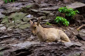 Prague Zoo Animals Drucke: Capra Ibex