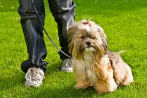 Junglöwen Drucke: Dog
